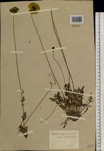 Oreomecon nudicaulis subsp. nudicaulis, Siberia, Altai & Sayany Mountains (S2) (Russia)