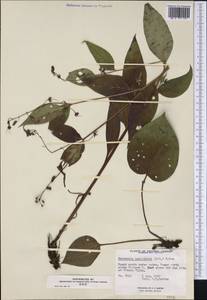 Mertensia paniculata (Aiton) G. Don, America (AMER) (Canada)