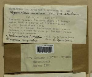 Plagiomnium curvatulum (Lindb.) Schljakov, Bryophytes, Bryophytes - Krasnoyarsk Krai, Tyva & Khakassia (B17) (Russia)