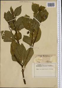 Atropa belladonna L., Western Europe (EUR) (Germany)