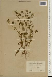 Asperula orientalis Boiss. & Hohen., South Asia, South Asia (Asia outside ex-Soviet states and Mongolia) (ASIA) (Syria)