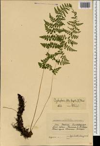 Cystopteris fragilis (L.) Bernh., Caucasus, Stavropol Krai, Karachay-Cherkessia & Kabardino-Balkaria (K1b) (Russia)