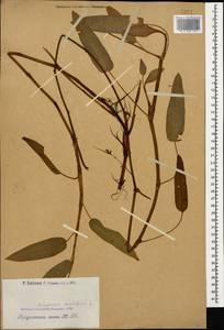 Persicaria amphibia (L.) Gray, Caucasus, Armenia (K5) (Armenia)