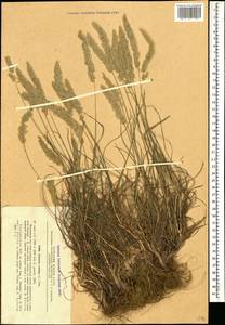 Koeleria pyramidata (Lam.) P.Beauv., Caucasus, Georgia (K4) (Georgia)