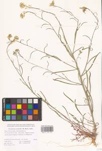 Erysimum leucanthemum (Stephan ex Willd.) B.Fedtsch., Eastern Europe, Lower Volga region (E9) (Russia)