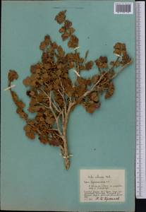 Ribes villosum Wall., Middle Asia, Pamir & Pamiro-Alai (M2) (Tajikistan)