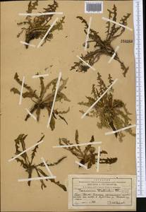 Taraxacum bicorne Dahlst., Middle Asia, Western Tian Shan & Karatau (M3) (Kazakhstan)