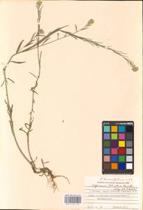 Erysimum odoratum Ehrh., Eastern Europe, Moscow region (E4a) (Russia)