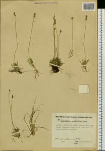 Tofieldia pusilla (Michx.) Pers., Siberia, Yakutia (S5) (Russia)