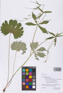 Ranunculus, Eastern Europe, Central region (E4) (Russia)