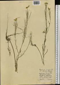 Erysimum diffusum Ehrh., Eastern Europe, North Ukrainian region (E11) (Ukraine)