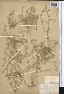 Sporobolus aculeatus (L.) P.M.Peterson, Middle Asia, Muyunkumy, Balkhash & Betpak-Dala (M9) (Kazakhstan)