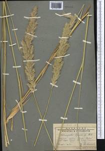 Calamagrostis epigejos (L.) Roth, Middle Asia, Pamir & Pamiro-Alai (M2) (Tajikistan)