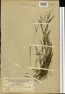 Digitaria ischaemum (Schreb.) Muhl., Eastern Europe, Volga-Kama region (E7) (Russia)