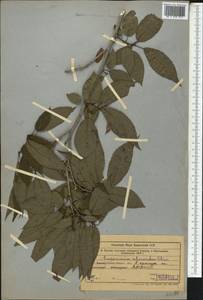 Eucommia ulmoides Oliv., Middle Asia, Western Tian Shan & Karatau (M3) (Uzbekistan)
