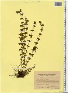 Cruciata laevipes Opiz, Caucasus, Krasnodar Krai & Adygea (K1a) (Russia)