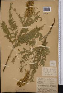 Sophora alopecuroides L., Middle Asia, Northern & Central Kazakhstan (M10) (Kazakhstan)