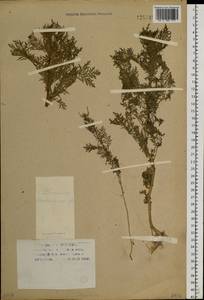 Descurainia sophia (L.) Webb ex Prantl, Siberia, Western Siberia (S1) (Russia)