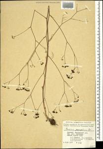 Bunium paucifolium DC., Caucasus, Armenia (K5) (Armenia)