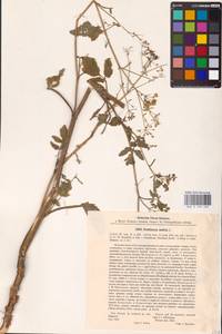 Pastinaca sativa L., Eastern Europe, Central forest-and-steppe region (E6) (Russia)