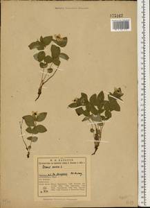 Cornus suecica L., Eastern Europe, Northern region (E1) (Russia)