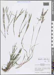 Agrostis stolonifera L., Eastern Europe, Lower Volga region (E9) (Russia)