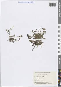 Oxalis corniculata L., Caucasus, Abkhazia (K4a) (Abkhazia)