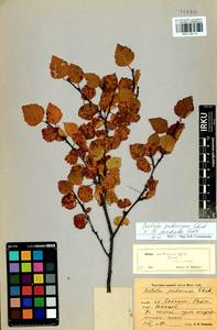 Betula pendula × pubescens, Siberia, Baikal & Transbaikal region (S4) (Russia)