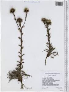 Carlina vulgaris L., Western Europe (EUR) (Germany)