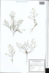 Brassicaceae, Middle Asia, Pamir & Pamiro-Alai (M2) (Uzbekistan)