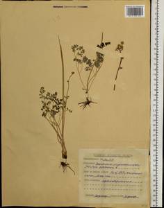 Thalictrum petaloideum L., Siberia, Altai & Sayany Mountains (S2) (Russia)