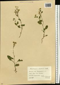 Heliotropium ellipticum Ledeb., Eastern Europe, South Ukrainian region (E12) (Ukraine)
