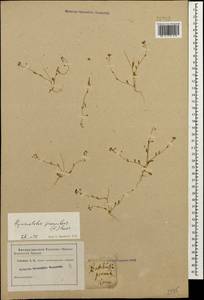 Hornungia procumbens (L.) Hayek, Caucasus (no precise locality) (K0)