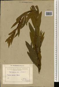 Salix excelsa J.F.Gmel., South Asia, South Asia (Asia outside ex-Soviet states and Mongolia) (ASIA) (Turkey)