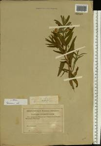 Gratiola officinalis L., Eastern Europe, Western region (E3) (Russia)