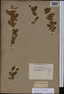 Tripodion tetraphyllum (L.)Fourr., Western Europe (EUR) (France)