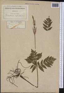 Botrypus virginianus (L.) Michx., America (AMER) (United States)