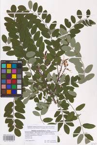 Robinia neomexicana A.Gray, Eastern Europe, Lower Volga region (E9) (Russia)