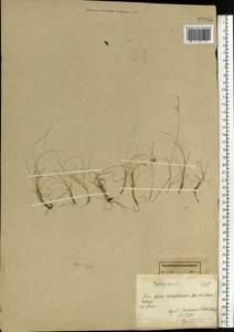 Festuca ovina L., Eastern Europe, Northern region (E1) (Russia)