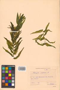 Potamogeton perfoliatus L., Siberia, Russian Far East (S6) (Russia)