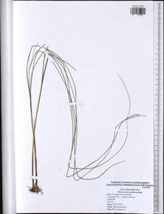 Carex lasiocarpa Ehrh., Eastern Europe, Central region (E4) (Russia)