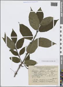 Lonicera glehnii F.Schmidt, Siberia, Russian Far East (S6) (Russia)
