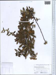 Pyracantha angustifolia (Franch.) C. K. Schneid., Caucasus, Black Sea Shore (from Novorossiysk to Adler) (K3) (Russia)