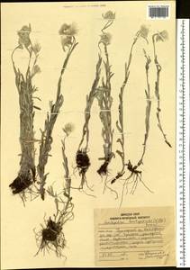 Leontopodium leontopodioides (Willd.) Beauverd, Siberia, Russian Far East (S6) (Russia)