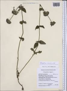 Clinopodium caucasicum Melnikov, Western Europe (EUR) (Bulgaria)