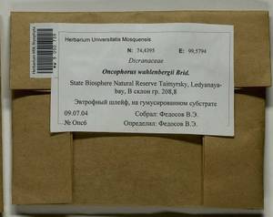 Brideliella wahlenbergii (Brid.) Fedosov, M. Stech & Ignatov, Bryophytes, Bryophytes - Krasnoyarsk Krai, Tyva & Khakassia (B17) (Russia)