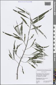 Salix viminalis L., Siberia, Western Siberia (S1) (Russia)