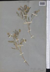 Astragalus filicaulis Kar. & Kir., Middle Asia, Western Tian Shan & Karatau (M3) (Not classified)