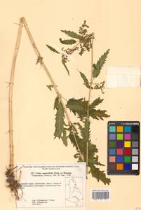 Urtica dioica var. holosericea Fr., Siberia, Chukotka & Kamchatka (S7) (Russia)