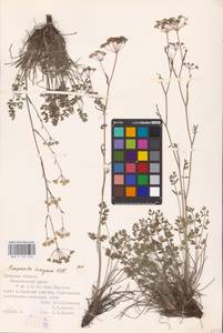 Pimpinella tragium Vill., Eastern Europe, South Ukrainian region (E12) (Ukraine)